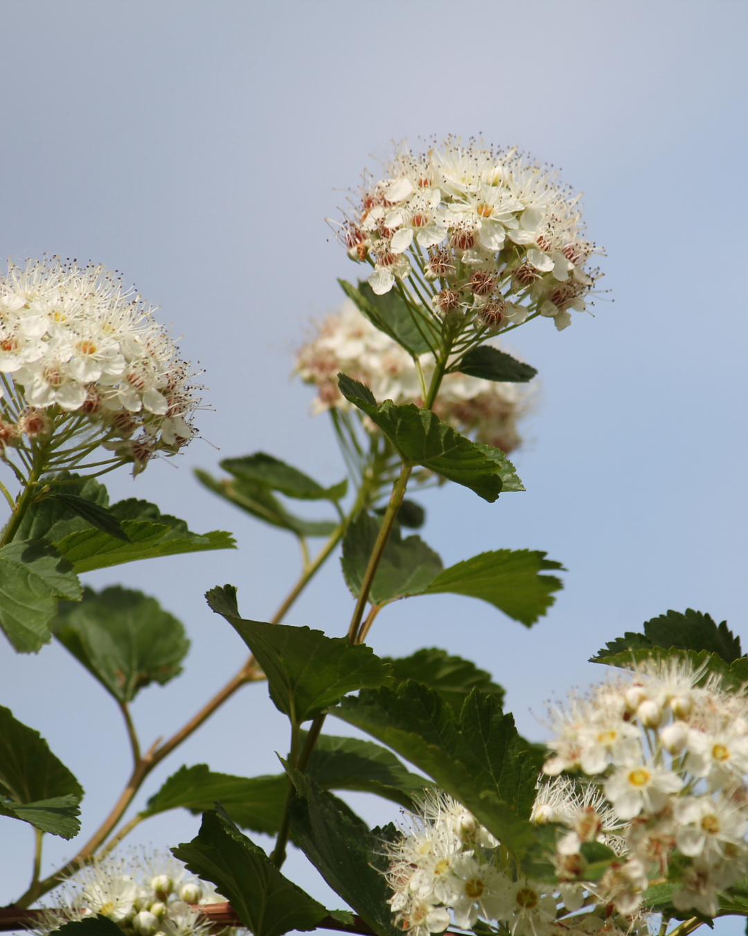 Parker's Picks — Prairie Ninebark — Masterson's Garden Center, Inc.